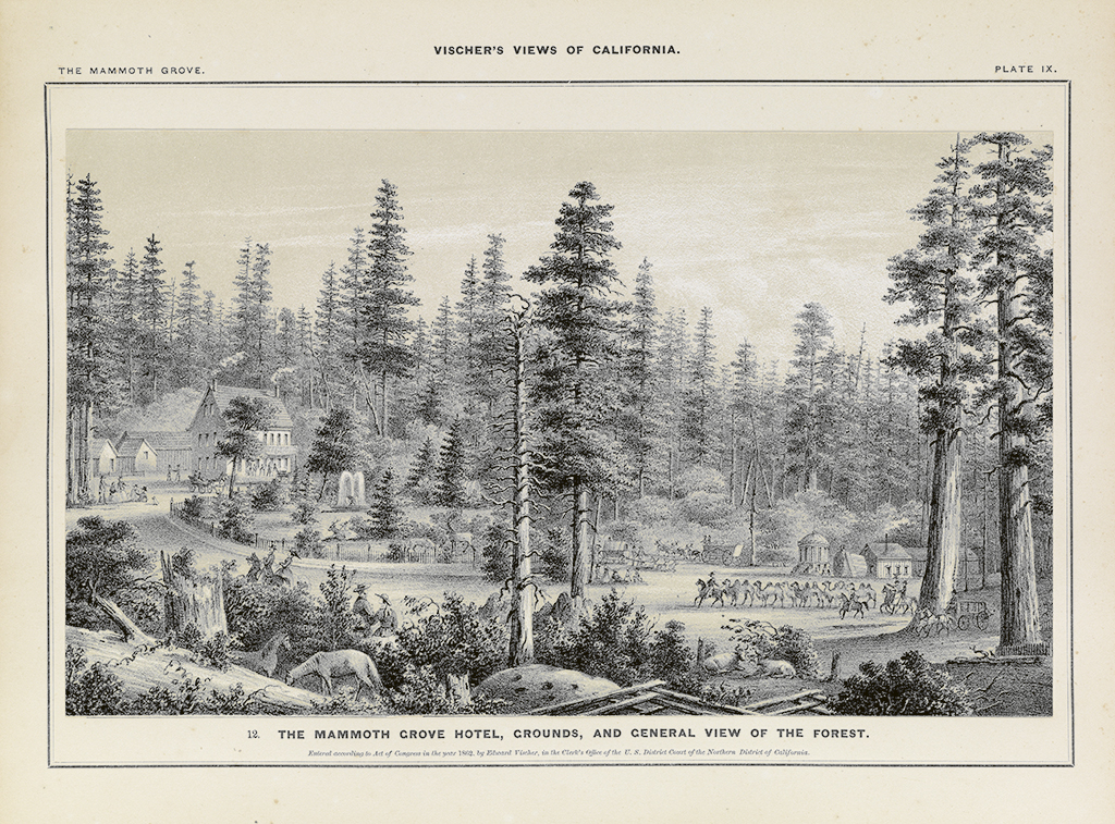 (CALIFORNIA.) Vischer, Edward. Vischers Views of California: The Mammoth Tree Grove, Calaveras County.